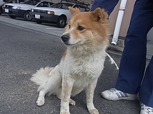 佐賀県より毛長のかわいい男の子　明日１７日まで！！