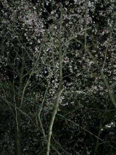 夜桜