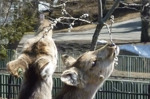 ヤナギの正しい食べ方