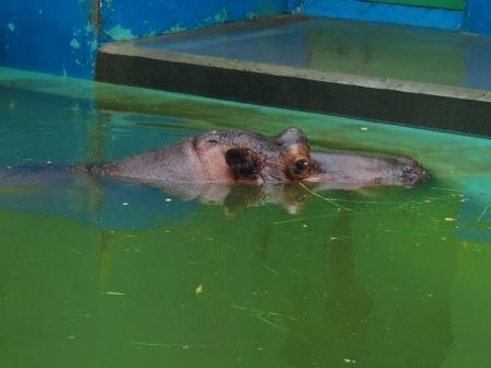 雨の日も動物園