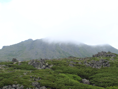 トムラウシ山の「シマリスたち」！