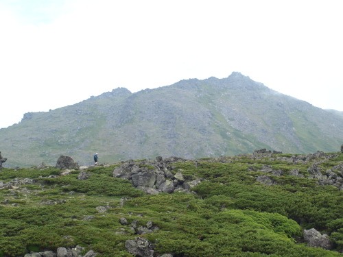 トムラウシ山の「ナキウサギたち」