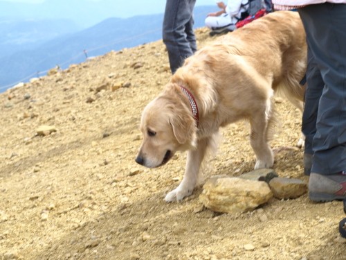 野中温泉の犬　KORORO（ころろ）