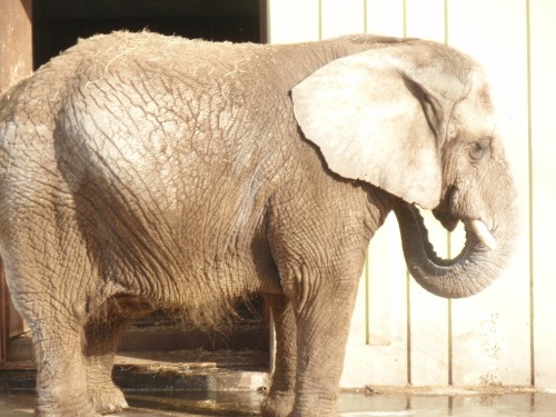 (訃報）釧路市動物園でアフリカゾウの「ナナ」死亡