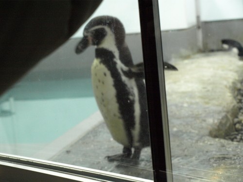 そして「旭山動物園」をあとにする