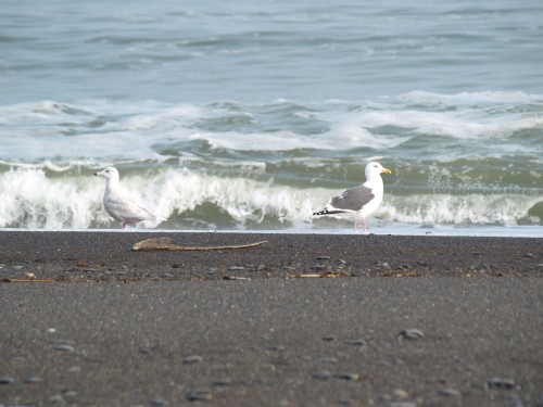 3月の海　（渡り鳥）