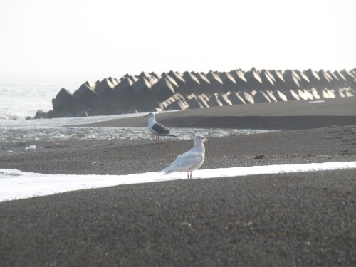 3月の海　（当縁川）とうべりがわ