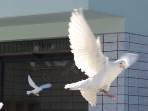 けしきをかえてみよう(ハト・インコ・・・トビ)