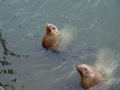 小樽水族館の海獣