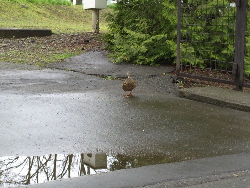 雨の日は、こんな素敵なお客様が。。