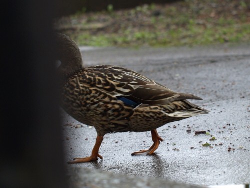 雨の日は、ようこそ　ガンカモパラダイス！