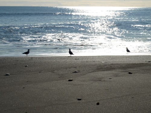 空を飛ぶ鳥たち　カモメ12月の海続