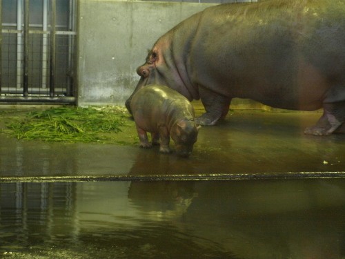 王子動物園　カバのお母さん！！