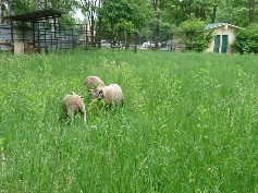 留学しました。