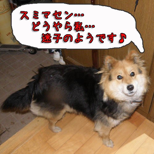 犬保護しました！　また（笑