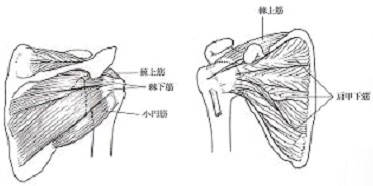 肩関節のインナーマッスルトレーニング