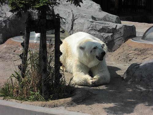 旭山動物園　平成２２年６月１３日