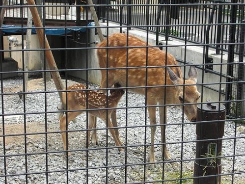 平成２２年７月３日　旭山動物園の赤ちゃん