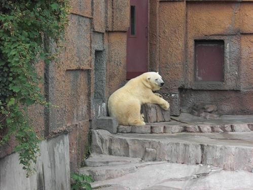 平成２２年８月２１日円山動物園のピリカ