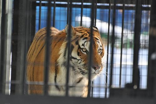 １２月１９日　アムールトラのタツオ・・・盗撮、一眼バージョン