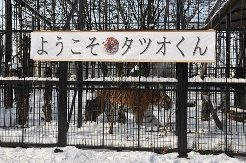 １２月１９日　アムールトラのタツオ