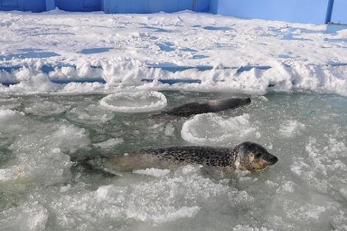 １２月１９日　イコロとキロル・・・寝室に入らず