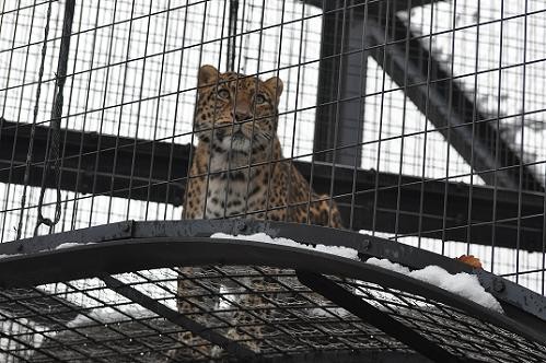 １２月１１日　旭山動物園　トラのもぐもぐタイム