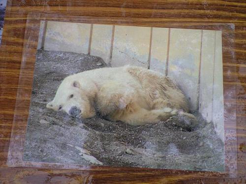 私が初めて釧路市動物園へ行った日