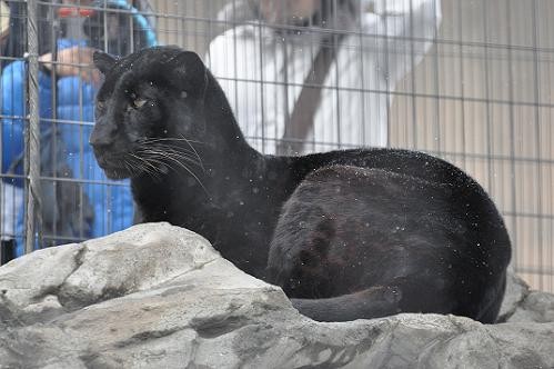 一昨日の旭山動物園