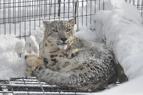 １月８日　ユキヒョウのヤマト・・・迫り出した檻に登る