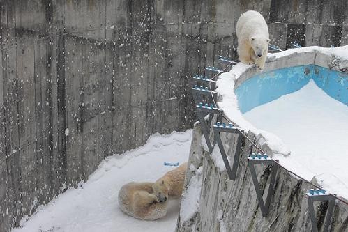 ホットキーワード・・・円山動物園　イコロ　キロル