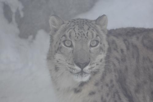 １月２０日　旭山動物園　ユキヒョウのヤマト