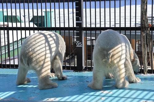 ２月２０日のイコロとキロル・・・カラス編