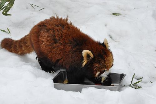 ２月２４日　旭山のレッサーパンダ一家