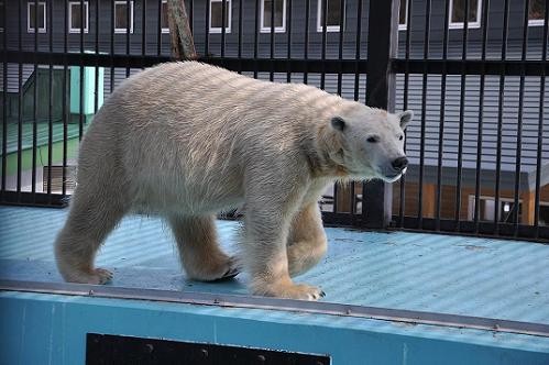 ２月２６日　イコロとキロル・・・その１