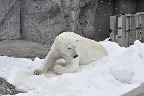 ３月５日　ピリカが雪の上でゴロゴロ