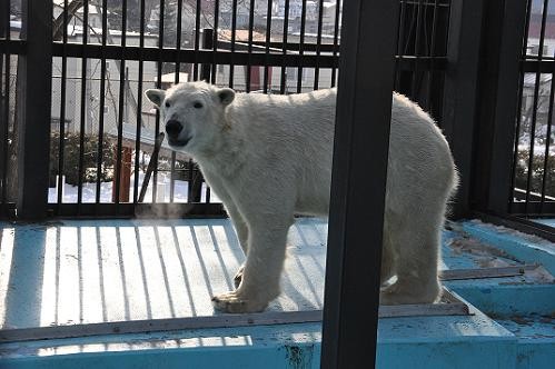 ３月６日　キロルをお見送りし、イコロだけ