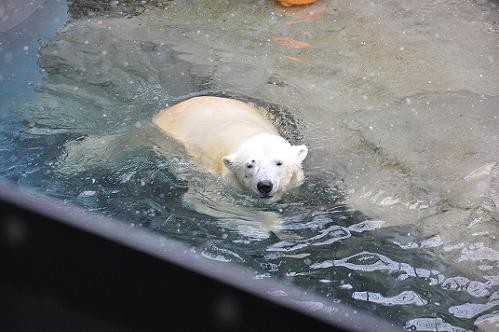 ３月５日　ルルのプール遊びとイワンが気になるもの？と、もぐもぐタイム