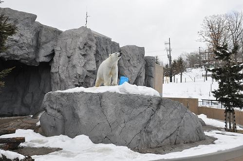 ３月５日　岩山の上のピリカ