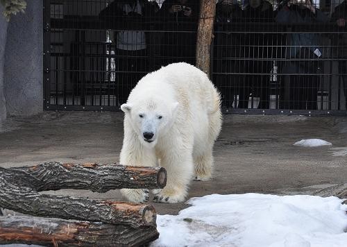 ３月６日　いつものサツキ・・・、その頃プール側では？！