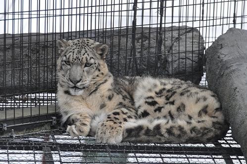 ３月６日　旭山動物園のマツが気になる動物たち