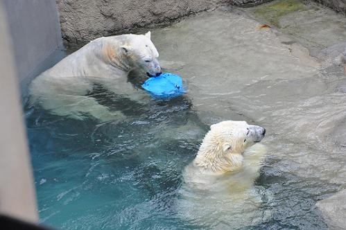 ３月１３日　朝のほっきょくぐま館