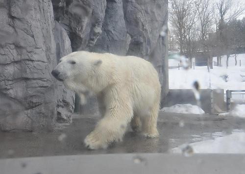 私の旭山動物園の観覧コース（冬期間中）