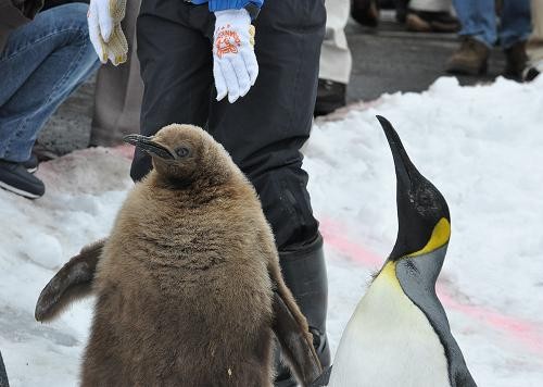 キングペンギンのヒナ達