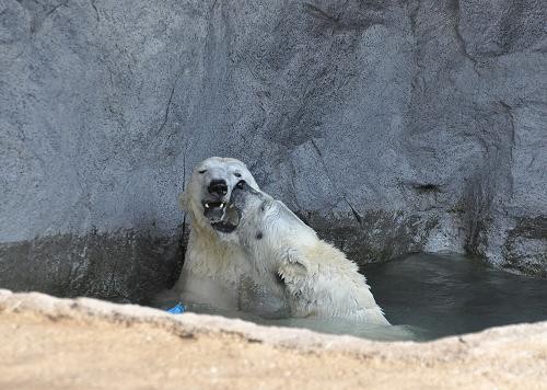 ３月２６日　サツキとピリカのプール遊び１