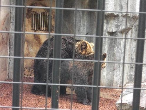 ２００９年６月９日　旭山動物園の懐かしい写真