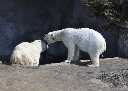 ３月２６日　サツキとピリカのオモチャ遊び