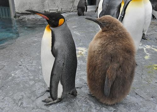 ４月３日　旭山動物園の赤ちゃん動物