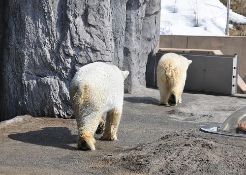 ３月２６日　お取り込み中のサツキ・・・と、ピリカ