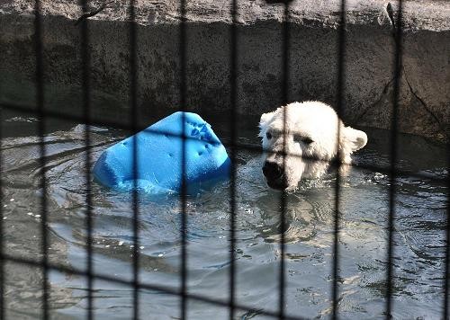 ４月１日　プールで遊ぶピリカ